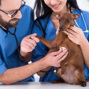 continuing education veterinary technician