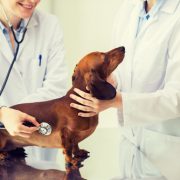 continuing education veterinary medicine