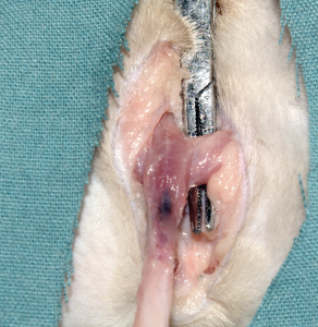 Perineal Urethrostomy